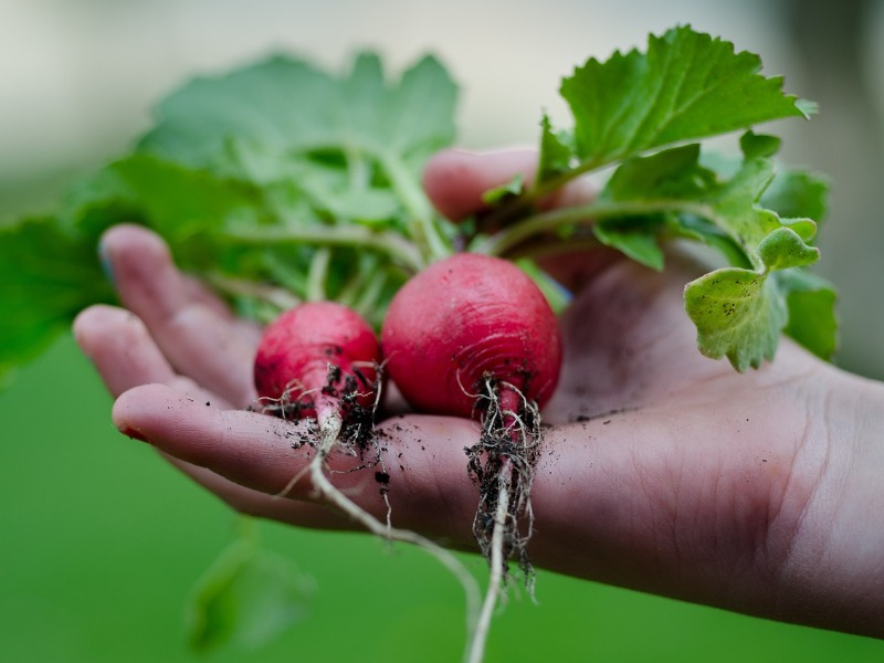 Kertészet – ültetvénytelepítés és gyógynövénytermesztés támogatása